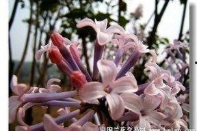 国产丁香网,探索中医药文化的瑰宝与传承